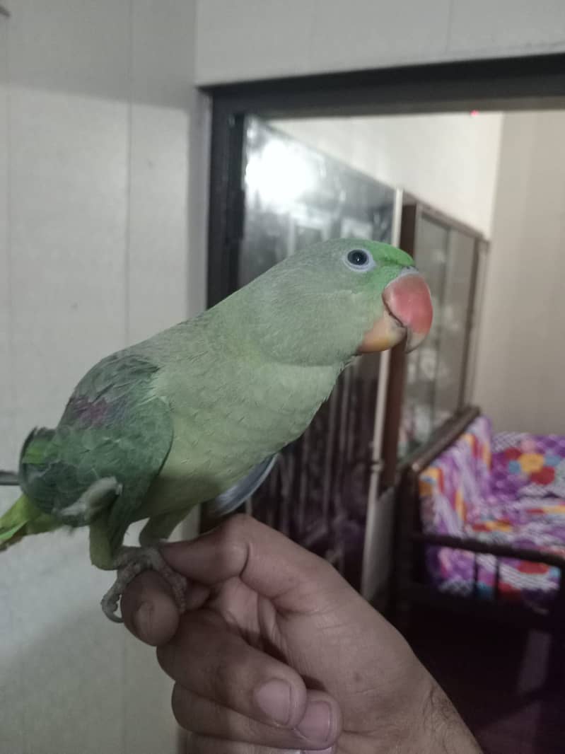 Raw female parrot 2