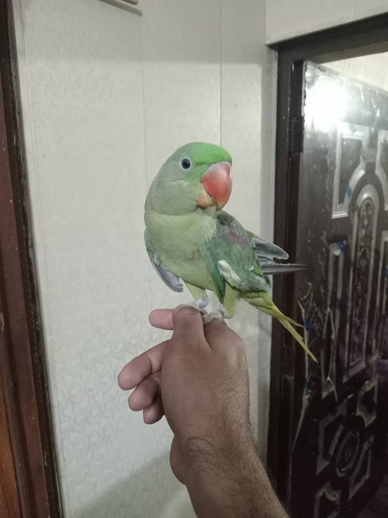 Raw female parrot 3