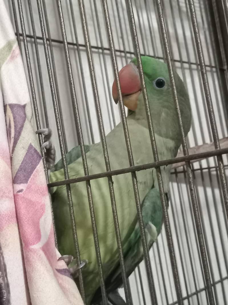 Raw female parrot 4