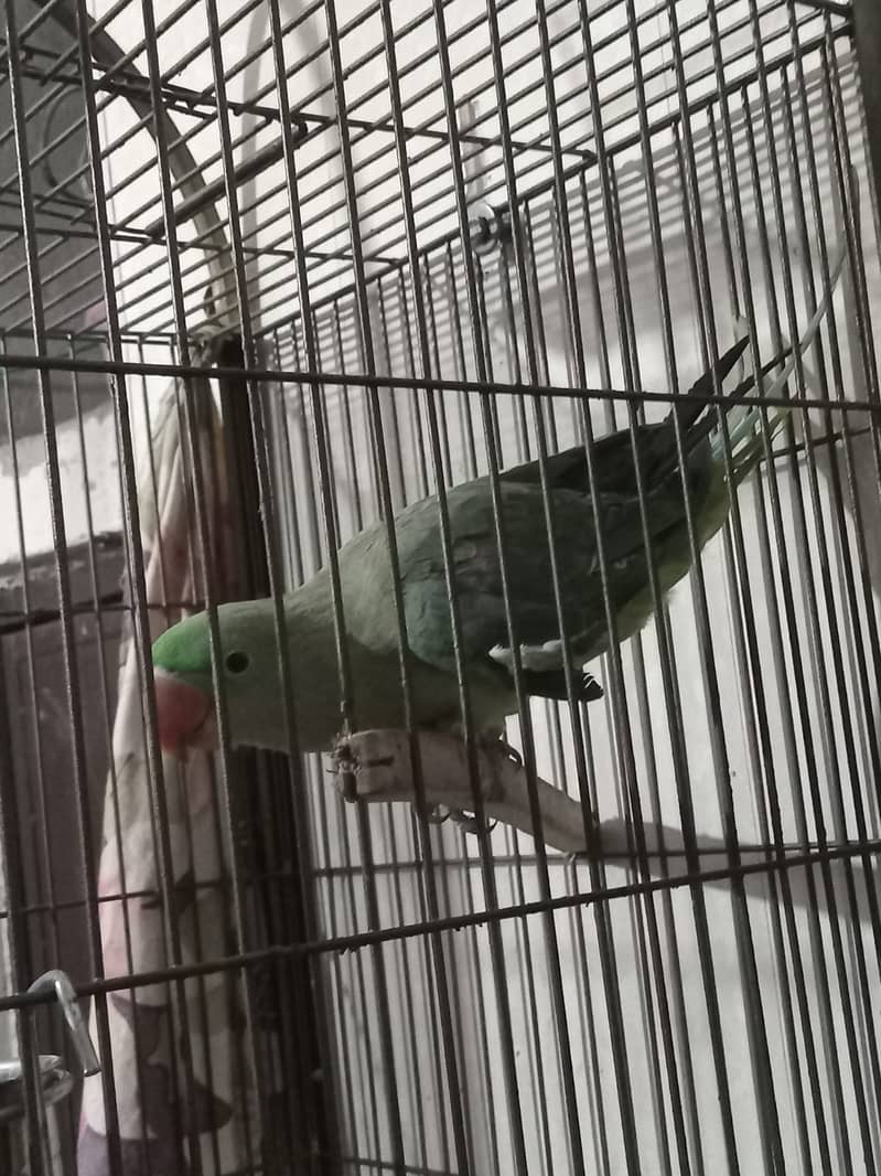 Raw female parrot 7