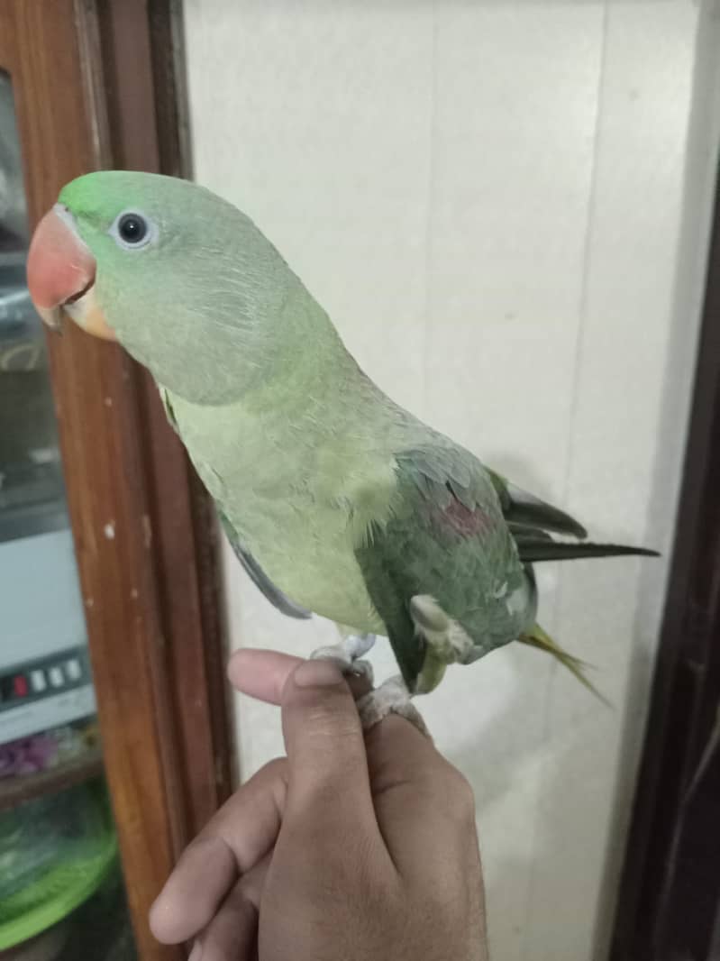 Raw female parrot 8