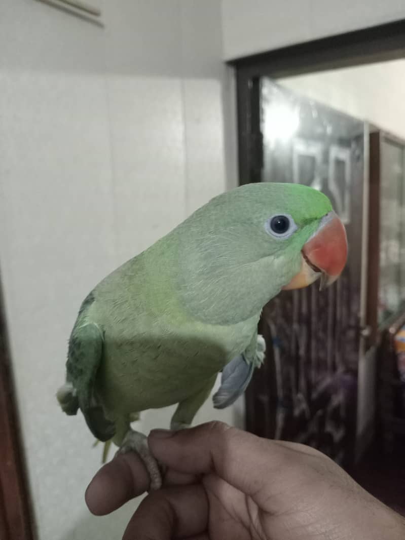 Raw female parrot 9