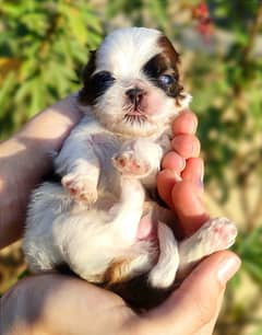 Shihtzu Puppies Available