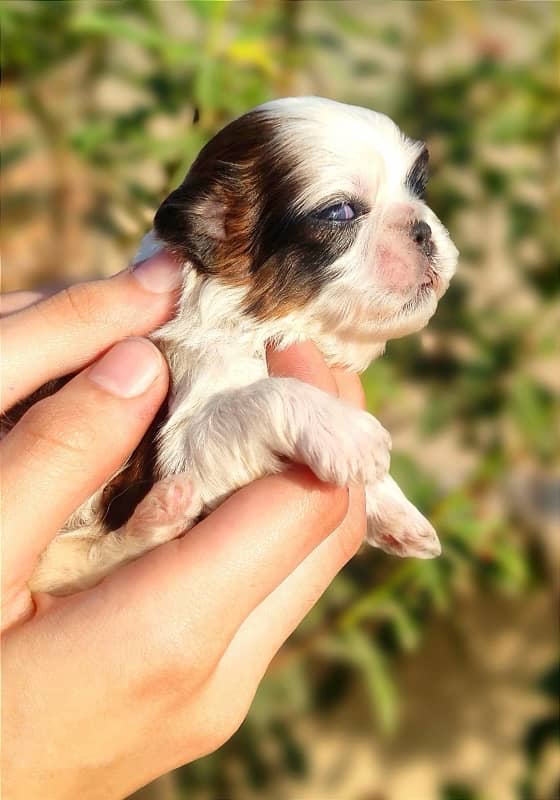 Shihtzu Puppies Available 1