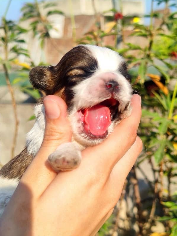 Shihtzu Puppies Available 3