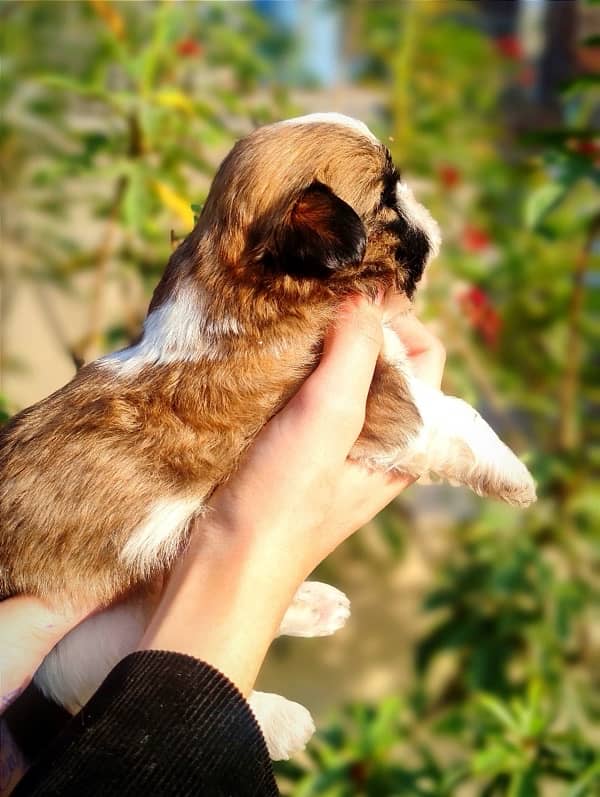 Shihtzu Puppies Available 7