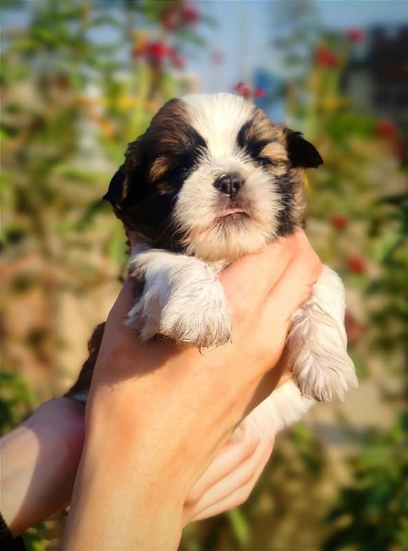 Shihtzu Puppies Available 9