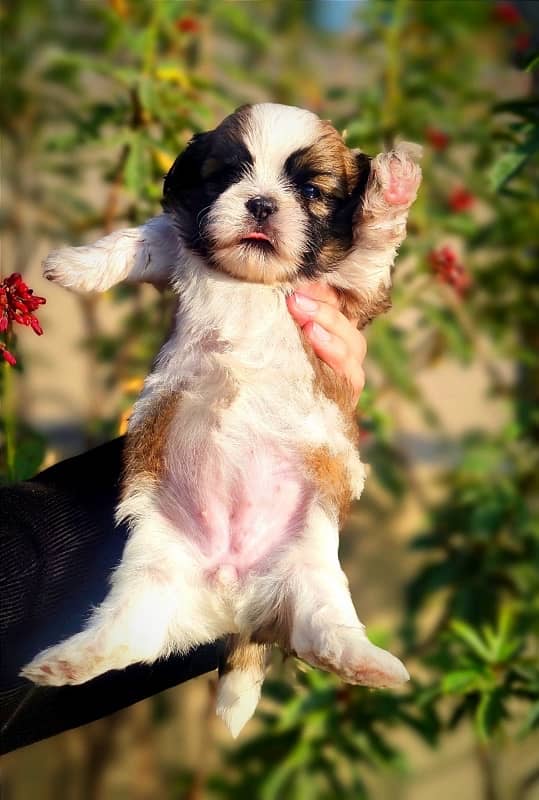 Shihtzu Puppies Available 10