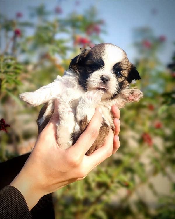 Shihtzu Puppies Available 11