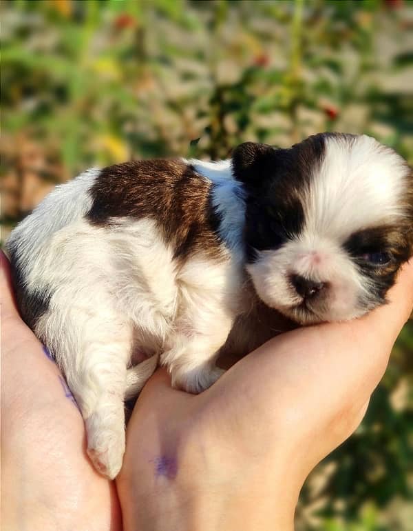 Shihtzu Puppies Available 13