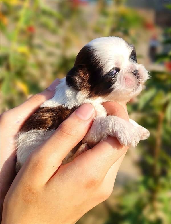 Shihtzu Puppies Available 18