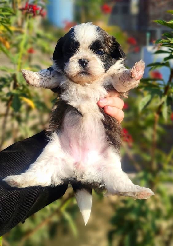 Shihtzu Puppies Available 19