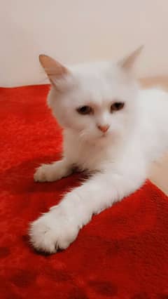 parsian female cat