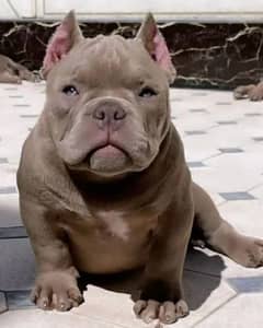 Imported American bully dogs puppies available for booking