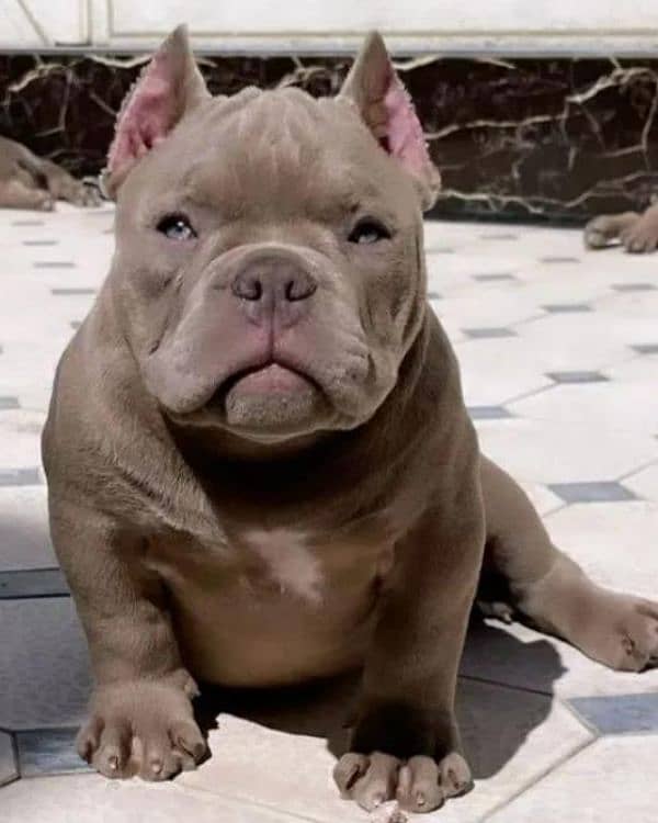 Imported American bully dogs puppies available for booking 0