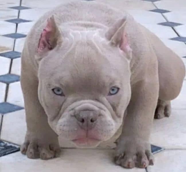 Imported American bully dogs puppies available for booking 1