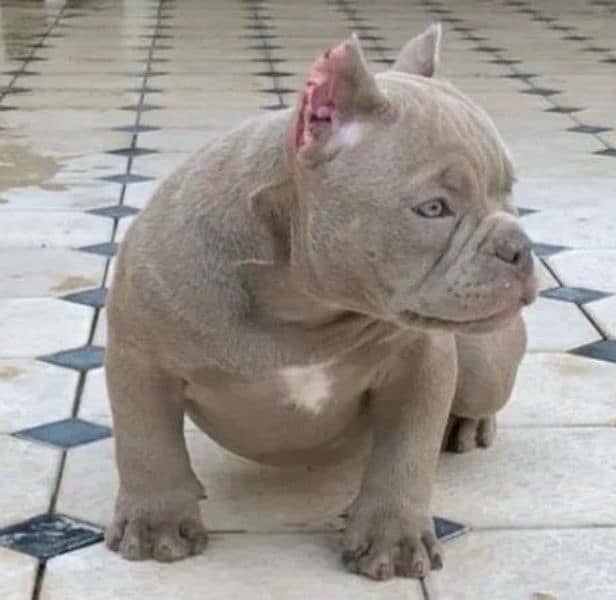 Imported American bully dogs puppies available for booking 4