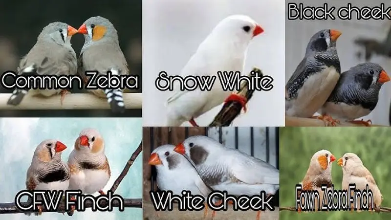 mix finches complete setup for sale with cage