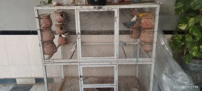 mix finches complete setup for sale with cage — photo 2