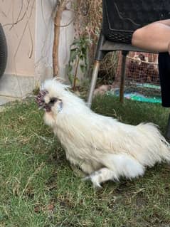 white silkie male for sale