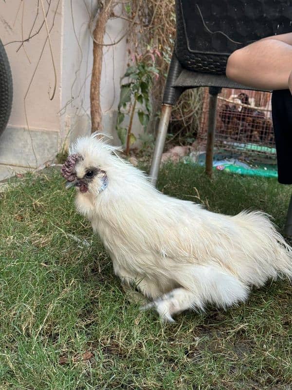 white silkie male for sale 0