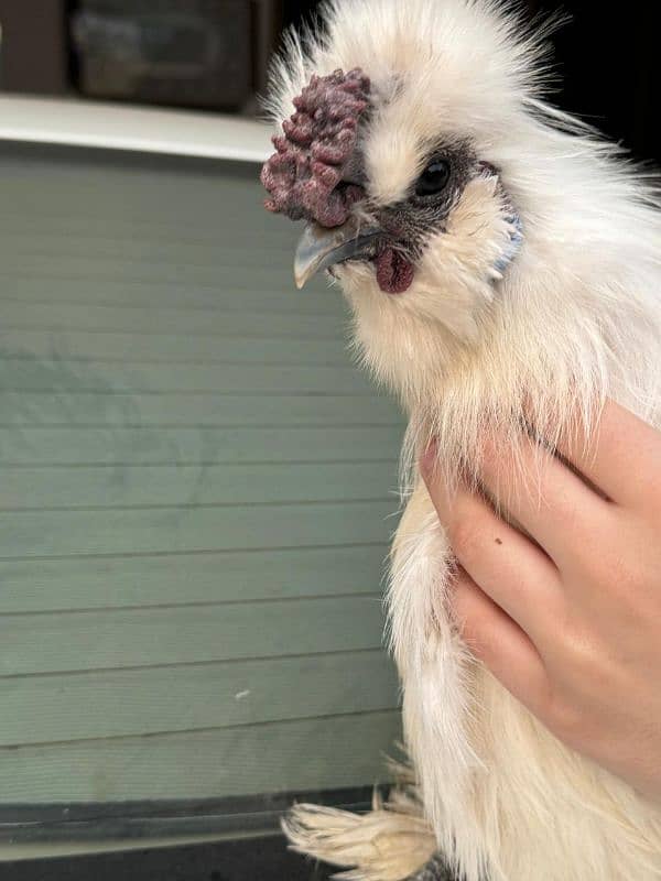 white silkie male for sale 1