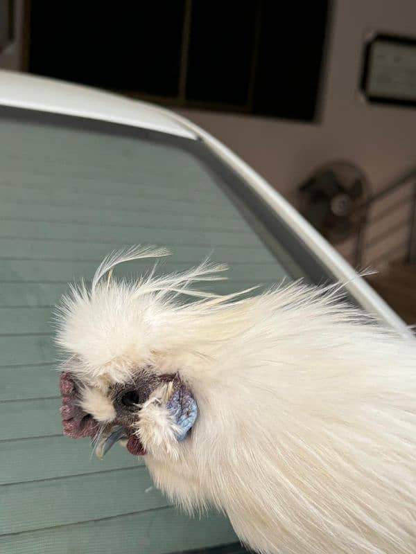 white silkie male for sale 2