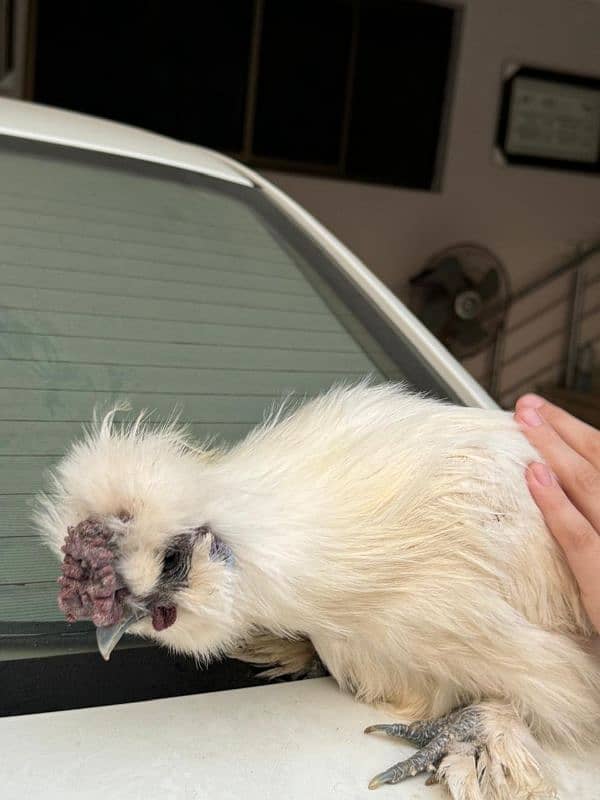 white silkie male for sale 3