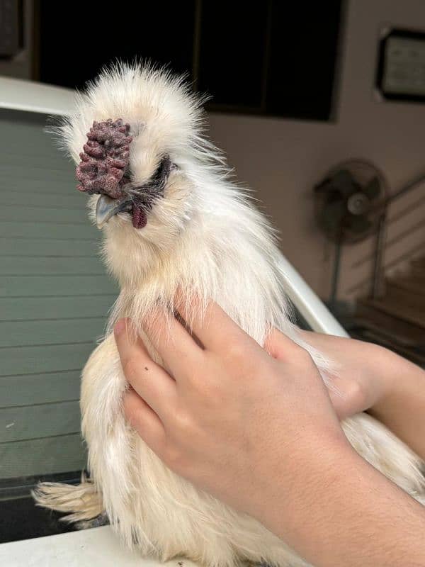 white silkie male for sale 4