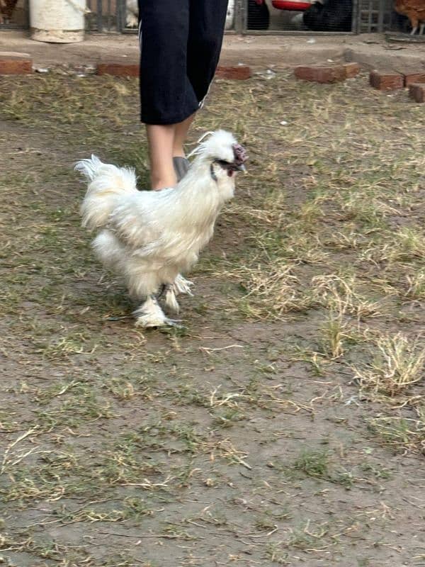 white silkie male for sale 5