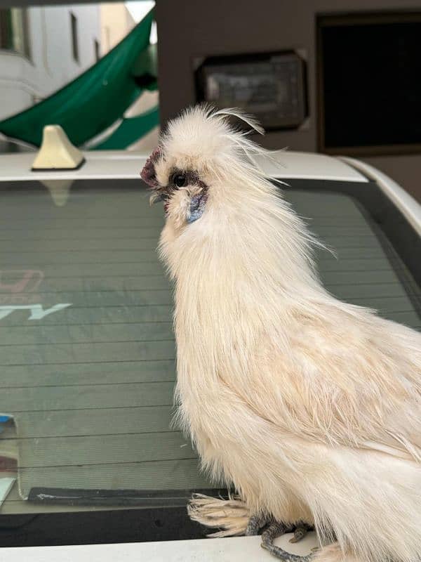 white silkie male for sale 6