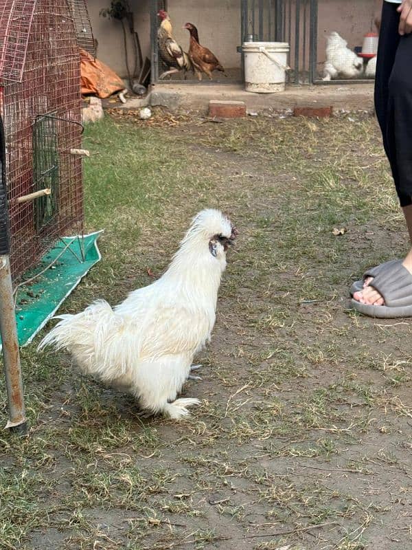 white silkie male for sale 7