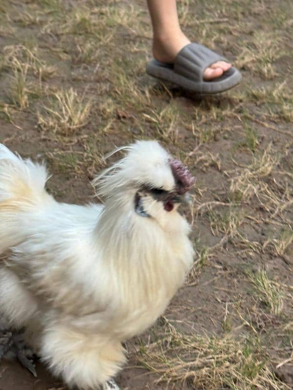 white silkie male for sale 8