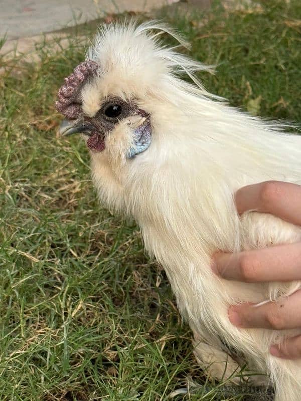 white silkie male for sale 9