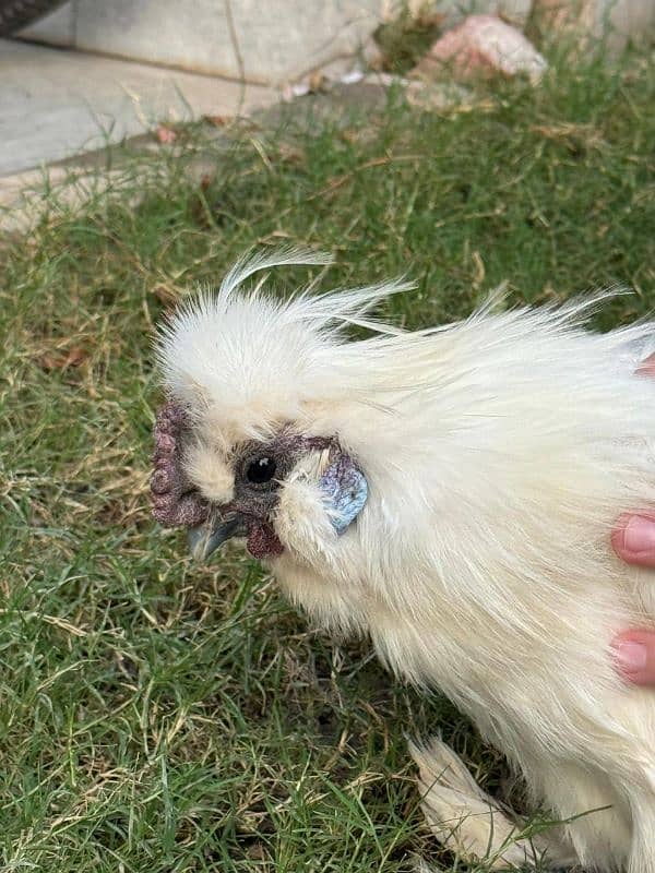 white silkie male for sale 10