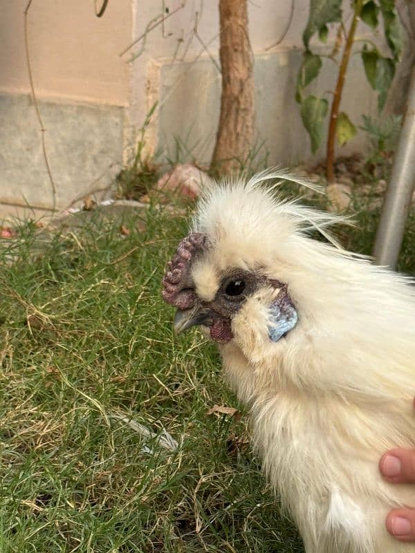 white silkie male for sale 11