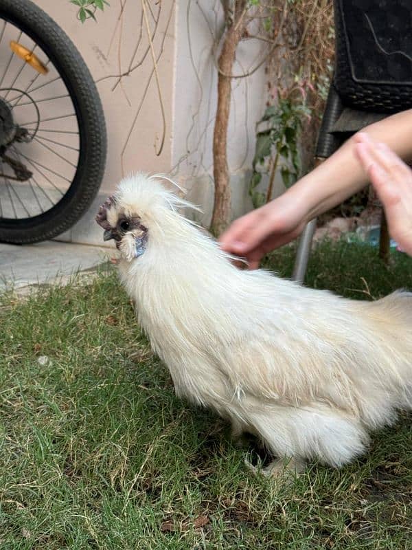 white silkie male for sale 12