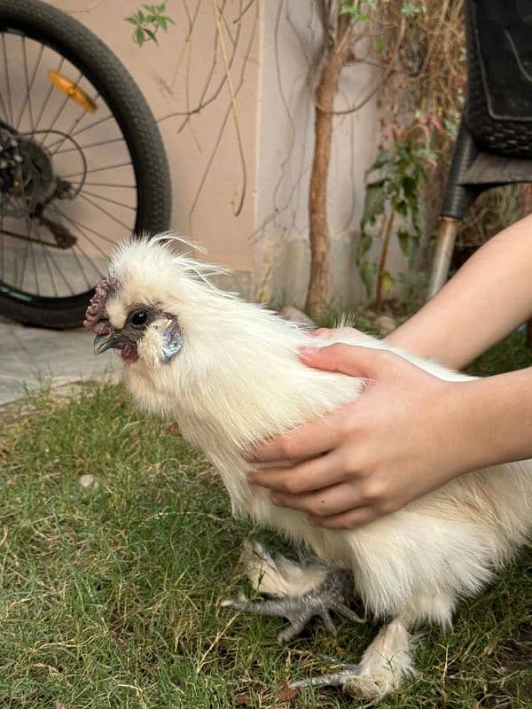 white silkie male for sale 13