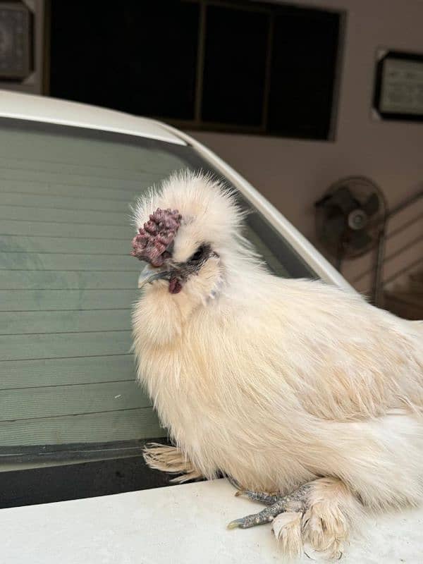 white silkie male for sale 14