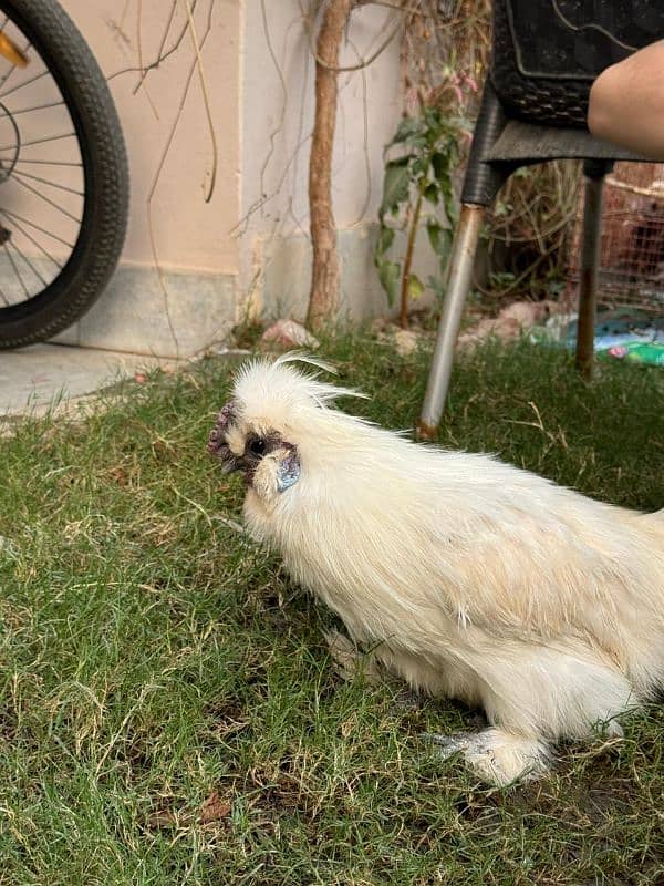 white silkie male for sale 15