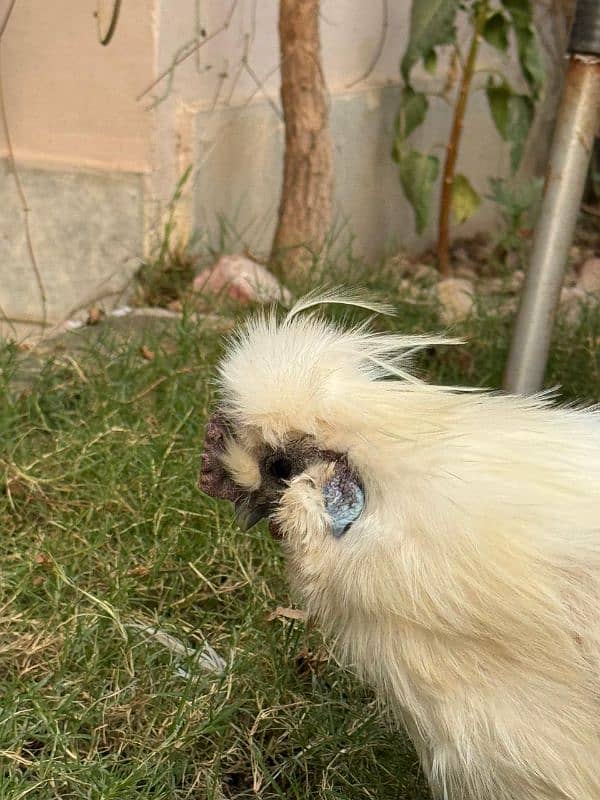 white silkie male for sale 16