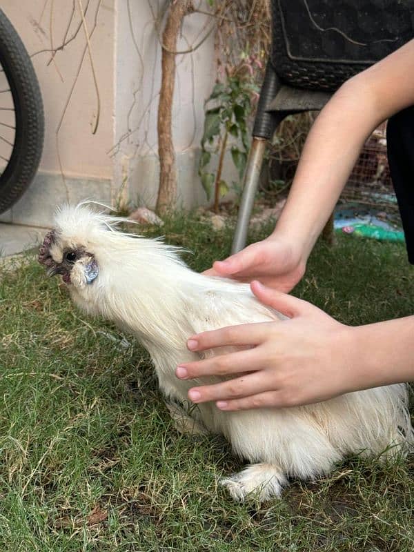 white silkie male for sale 17