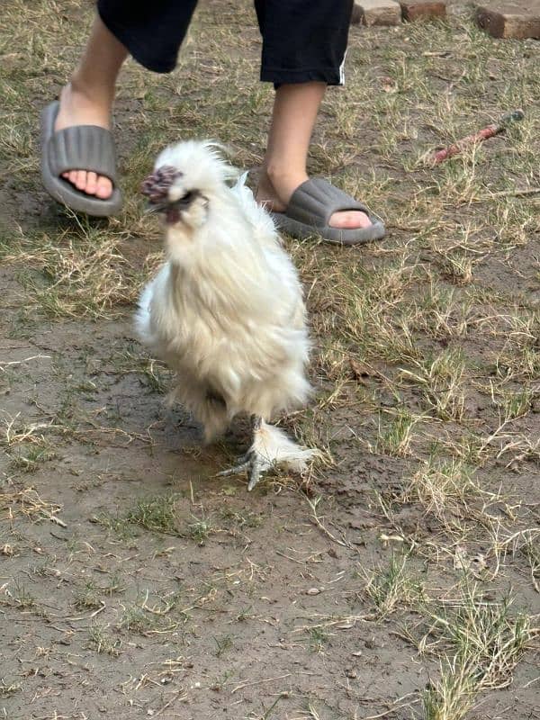 white silkie male for sale 18