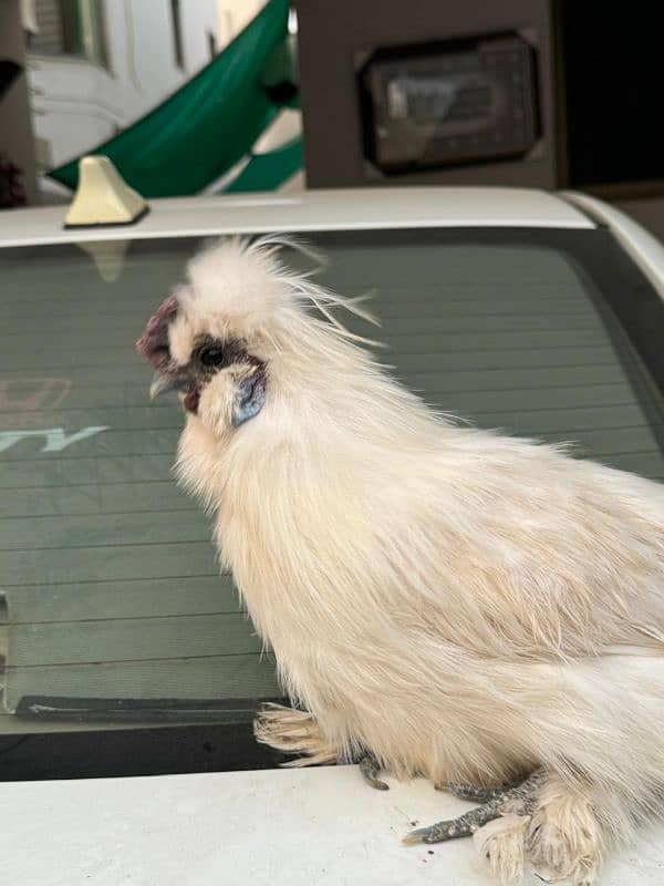 white silkie male for sale 19