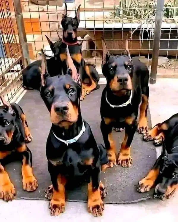 Imported Doberman male puppies available for booking 0