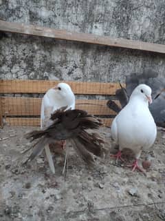 fantail young pair