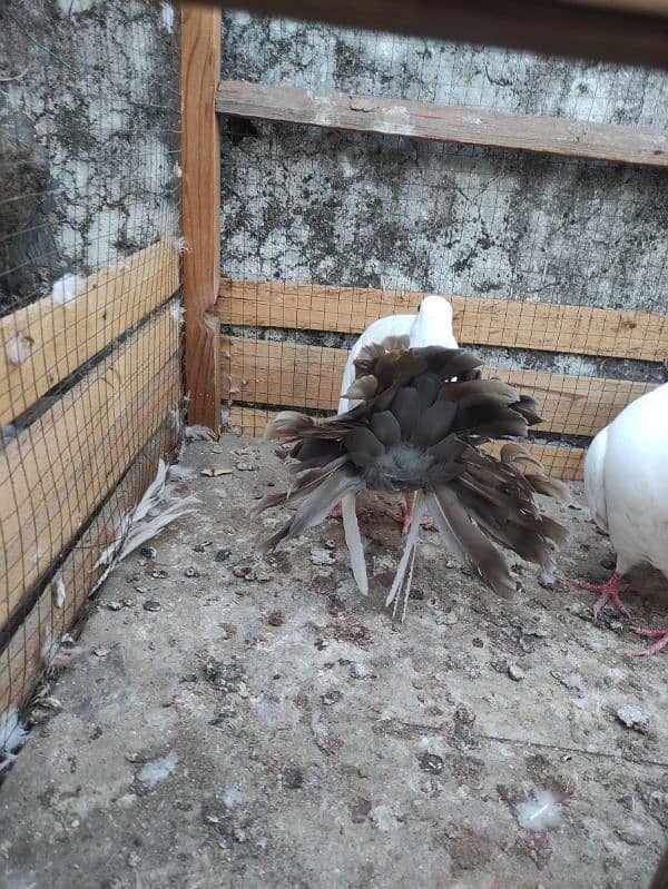 fantail young pair 1