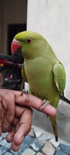 Female parrot, Full handtame, good condition