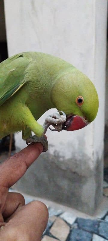 Female parrot, Full handtame, good condition 1