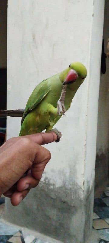 Female parrot, Full handtame, good condition 2